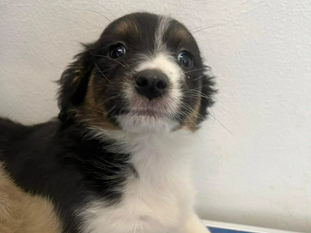 Billede 4 - Skønne Nuri søger et kærligt hjem