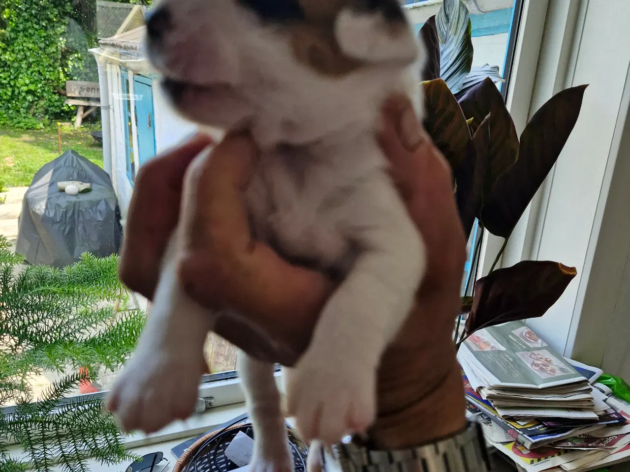 Billede 7 - Dansk svensk gårdhunde hvalpe 