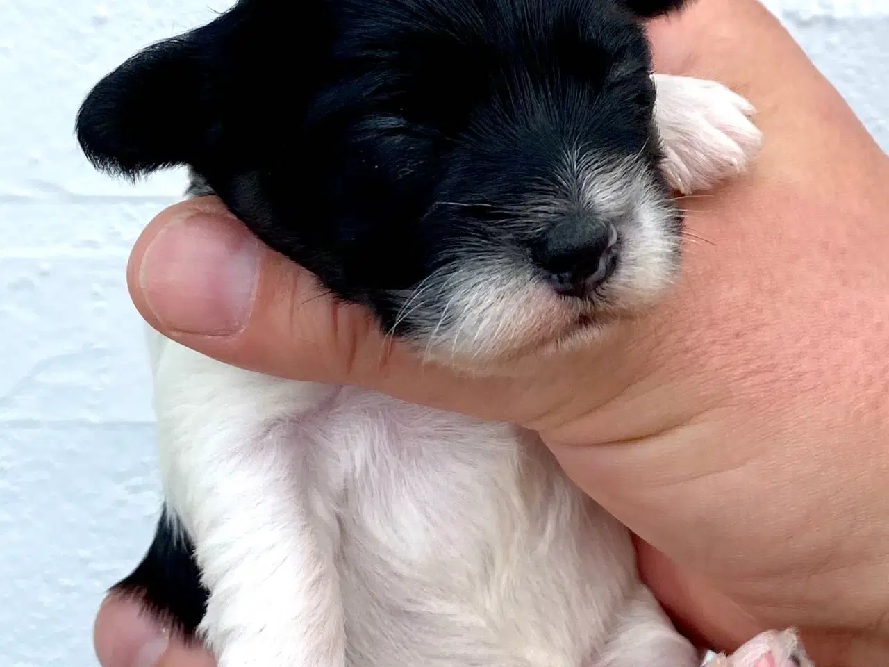Billede 16 - Bichon Havanais DKK 