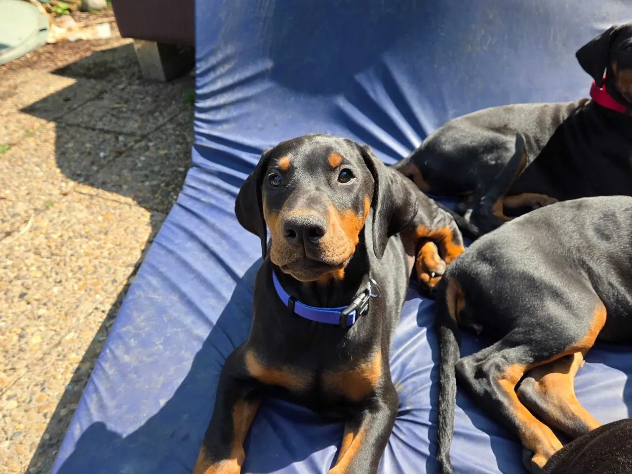 Billede 3 - 5 små renracede dobermann er kommet til verden d.0