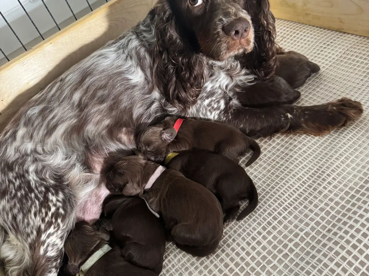 Billede 1 - Ft Cocker spaniel 