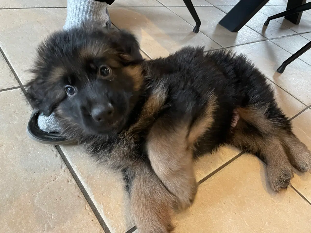 Billede 3 - Smukke Schæferhvalpe med stamtavle