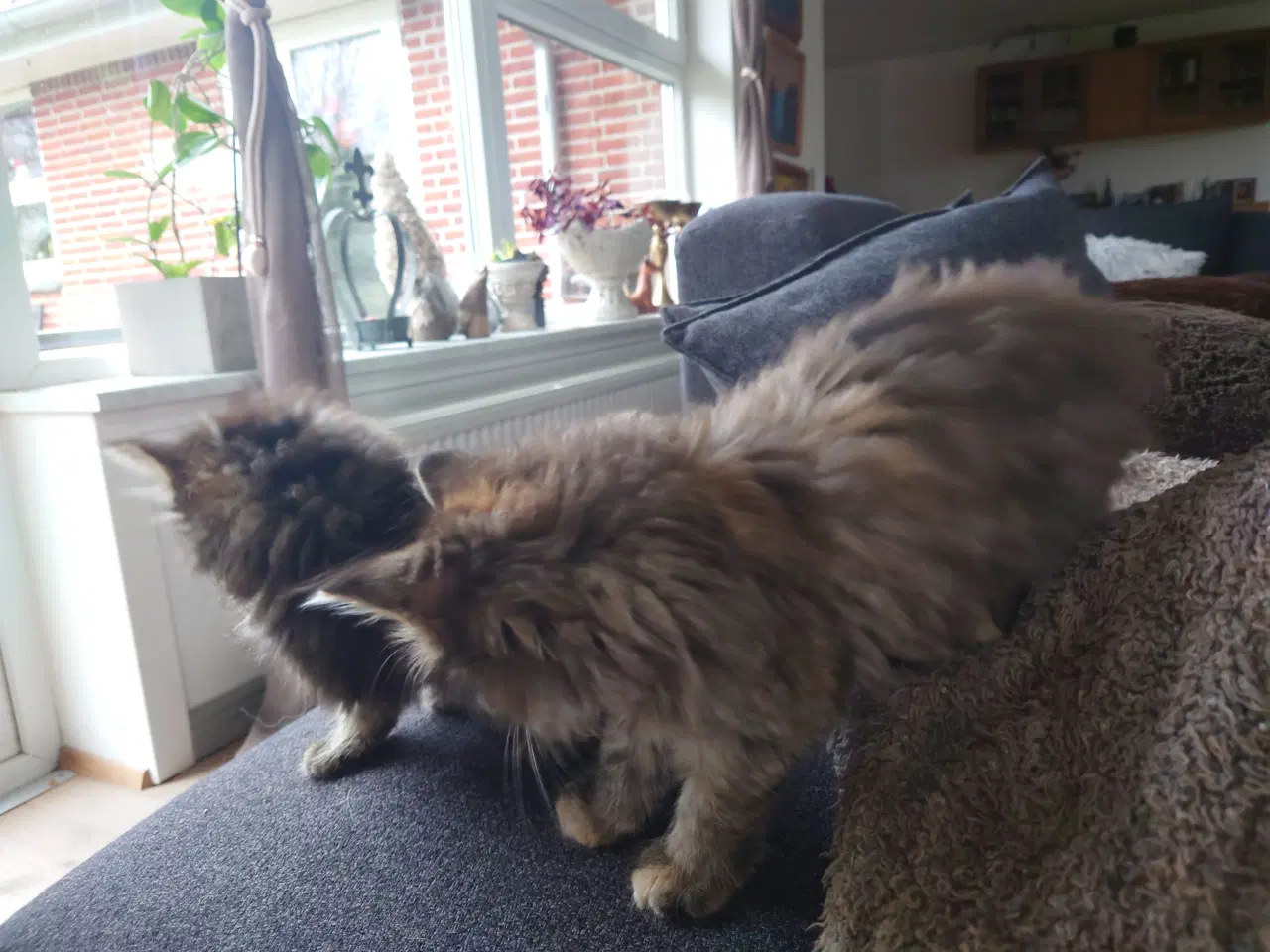 Billede 4 - Maine coon killing Far med tavle