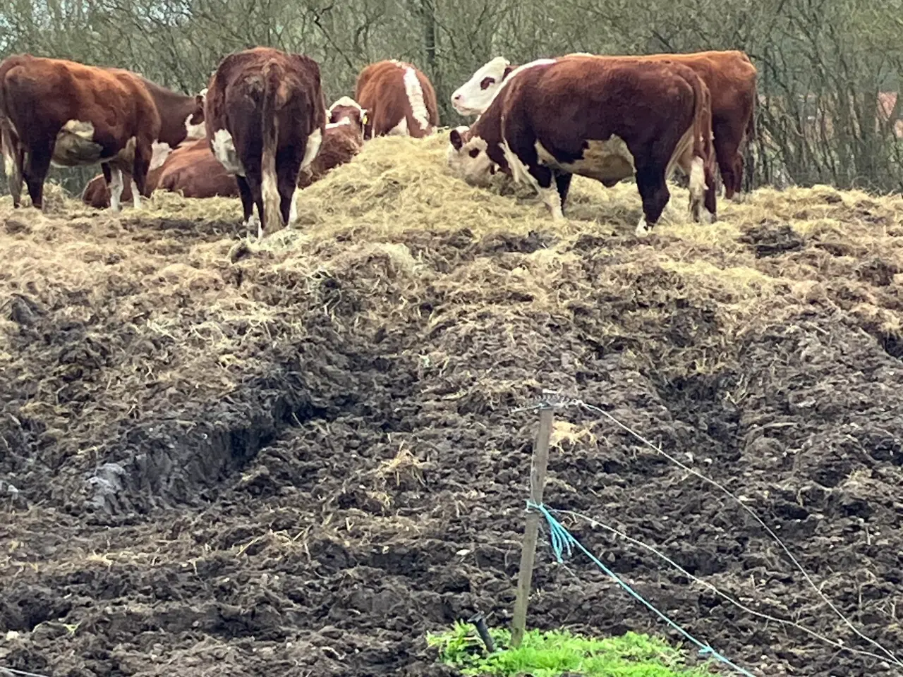 Billede 2 - Økologiske Hereford køer og drægtige kvier sælges 