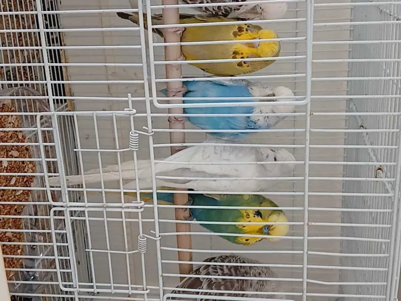 Billede 1 - Engelske undulater 