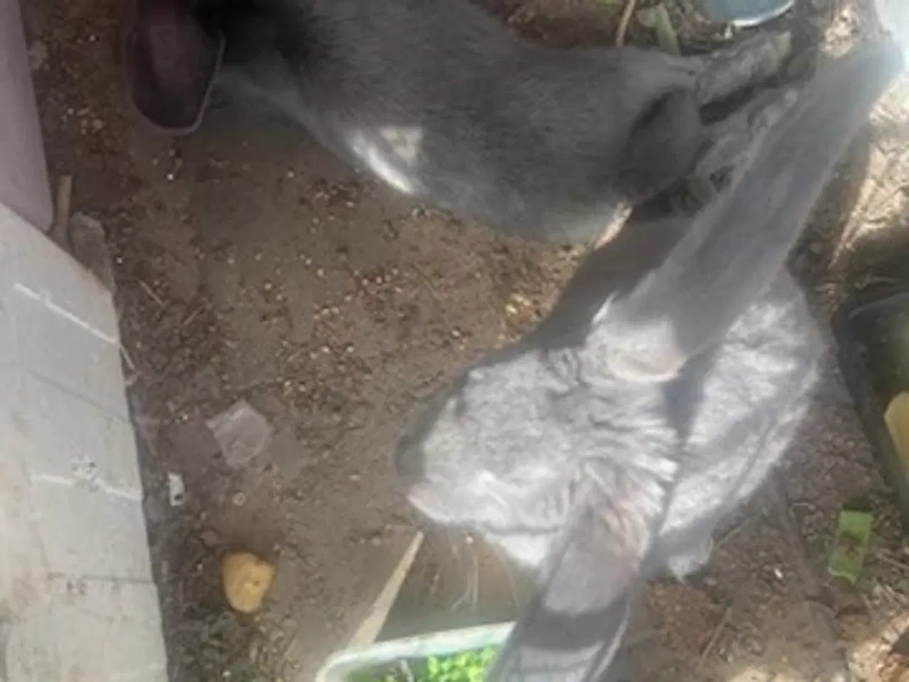 Billede 9 - Harekillinger 5 Stk.