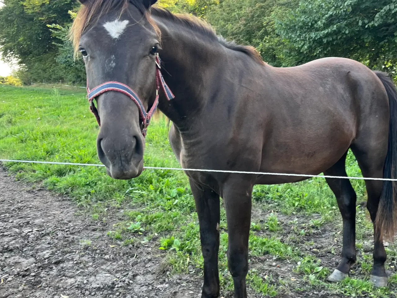 Billede 2 - Oldenborg blanding