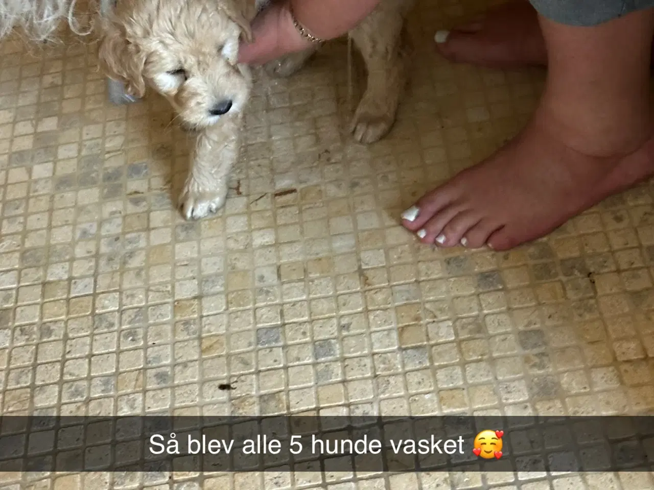 Billede 7 - Goldendoodle