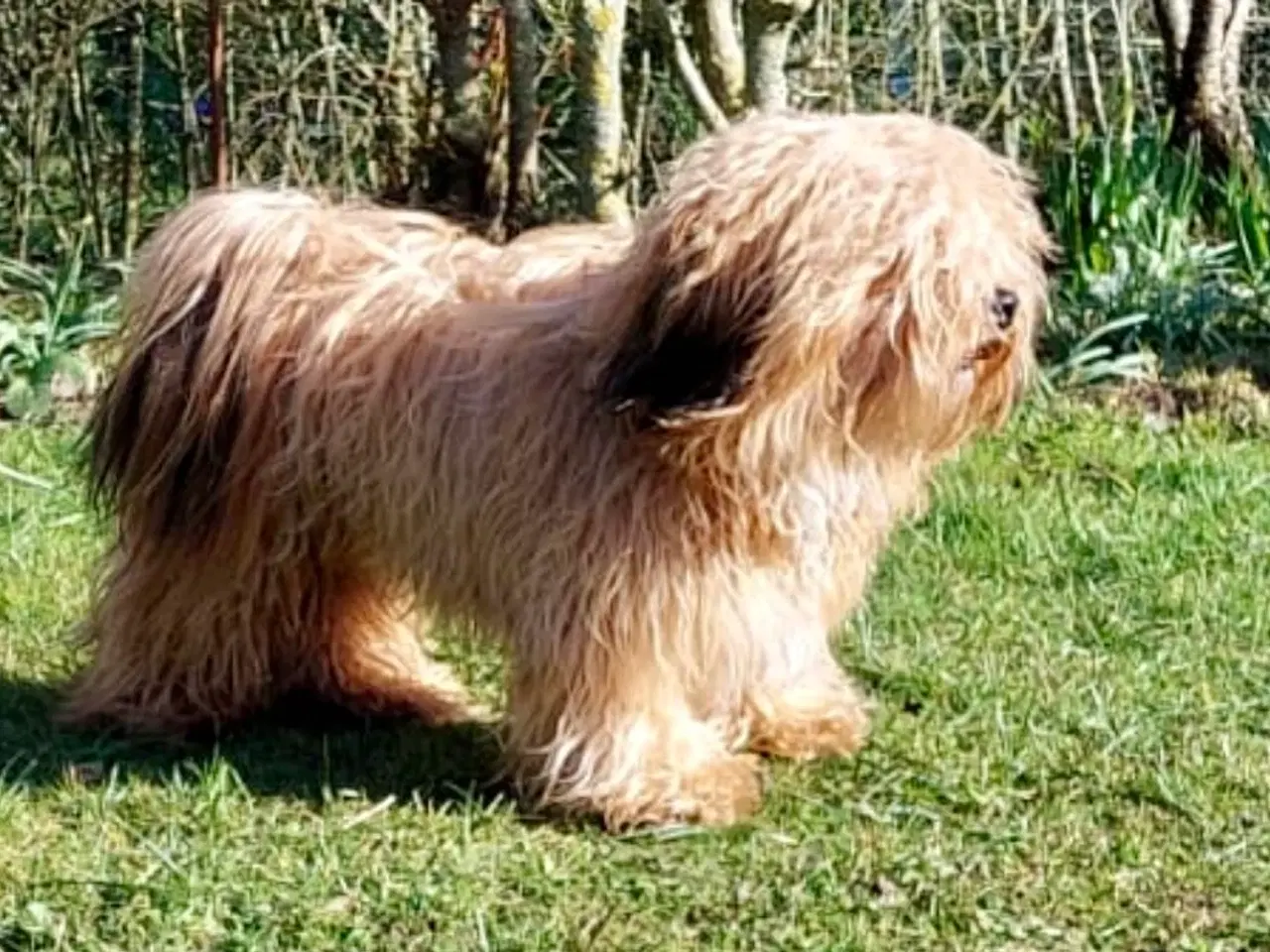 Billede 2 - Parring Bichon Havaneser 