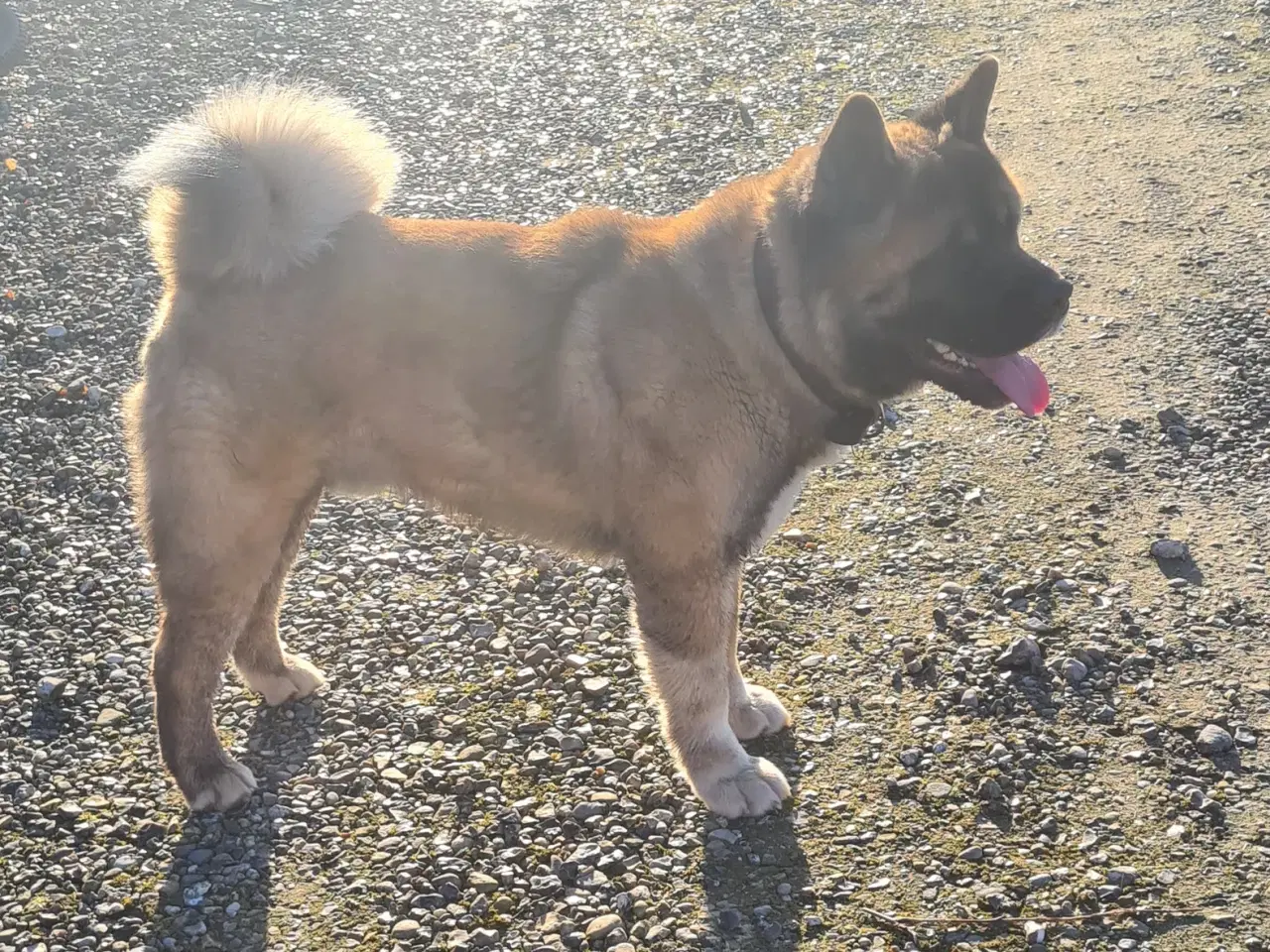 Billede 5 - Dreng hundehvalp Akita American 