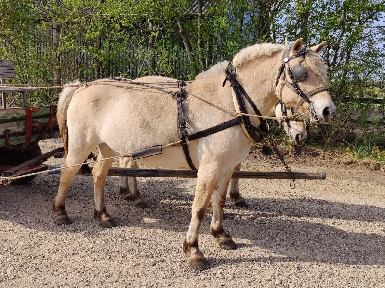 Billede 12 - Fjordhest vallak 8 år