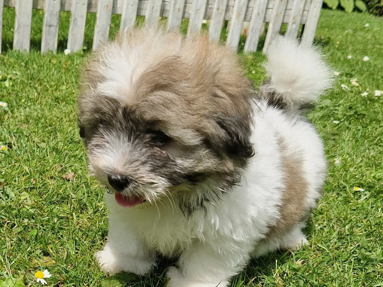 Billede 3 - Coton de tulear