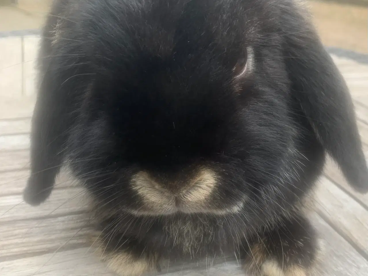 Billede 4 - Minilops hun