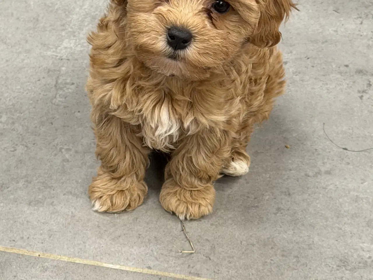 Billede 13 - 🐾✨ Skønne Maltipoo hvalpe klar mellem jul & Nytår