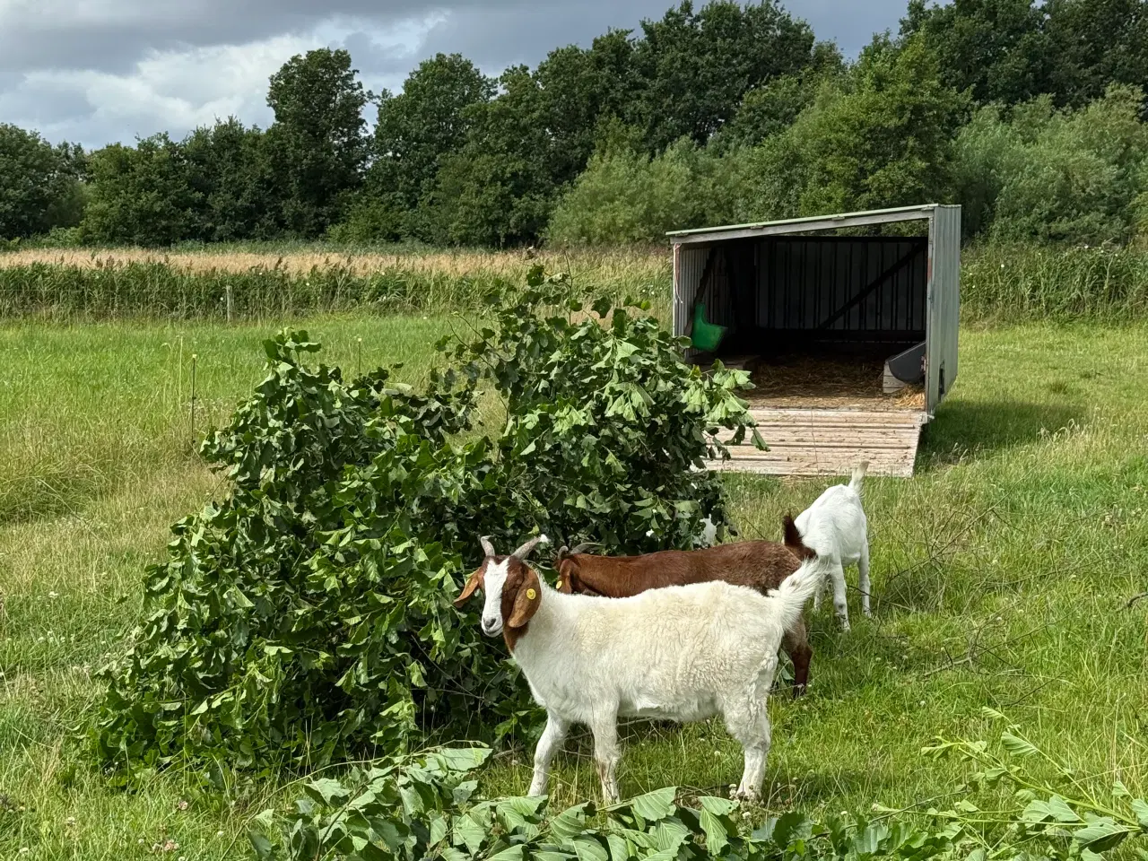 Billede 6 - Boer geder sælges