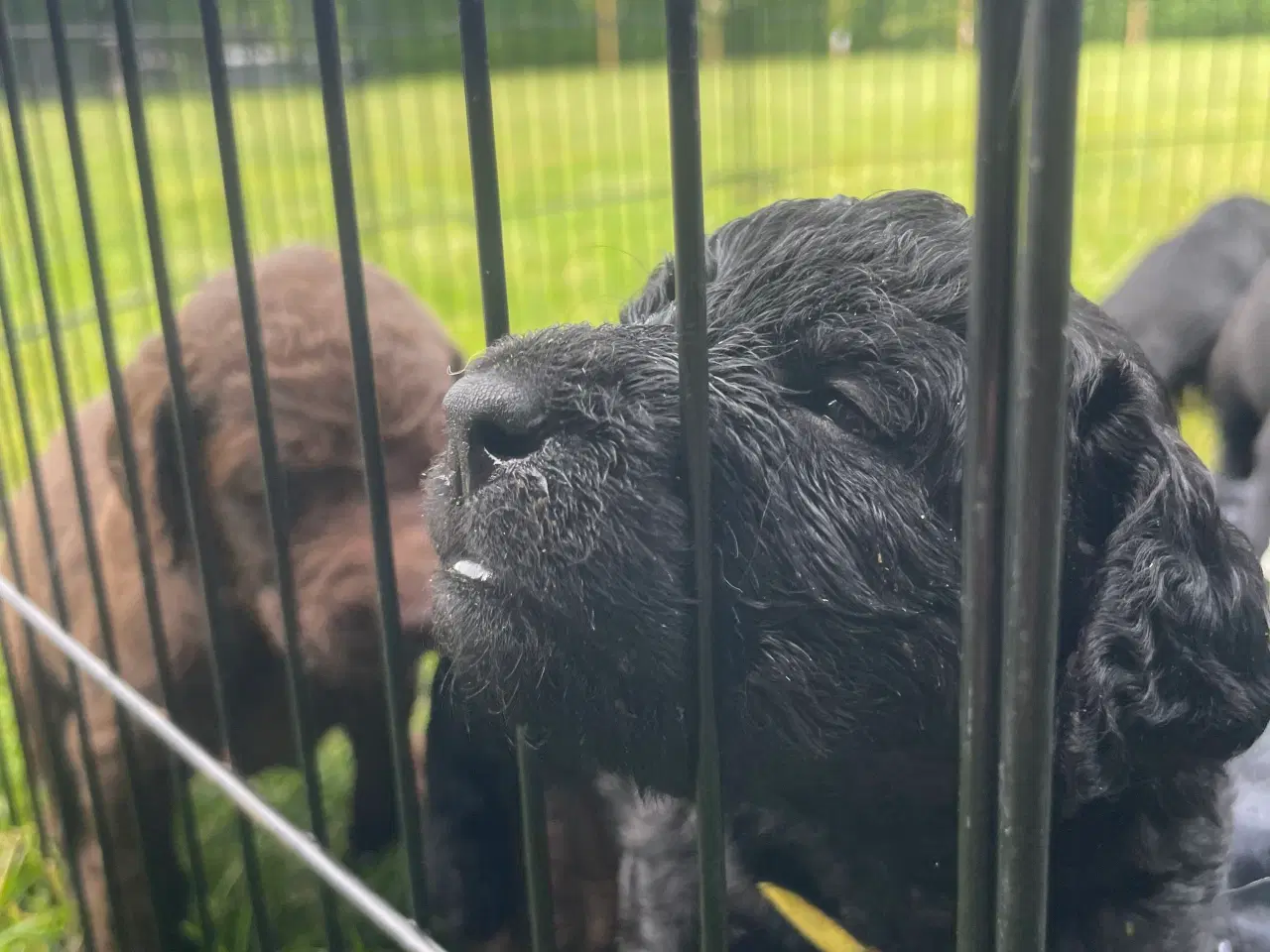 Billede 11 - Labradoodle
