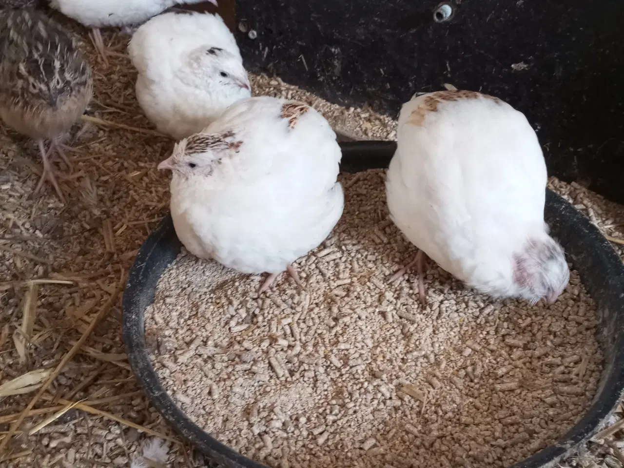 Billede 2 - Vagtler texas 