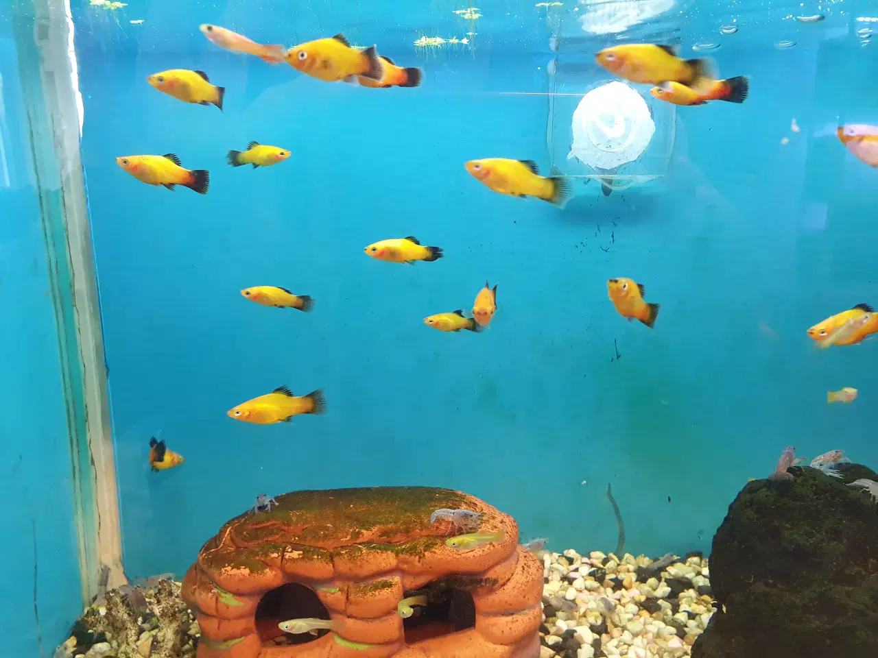 Billede 4 - đ Platy akvariefisk sĂŚlges â flotte farver og sun