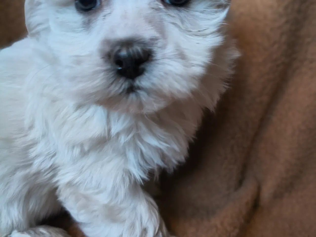 Billede 3 - Maltipoo - malteser hvalpe