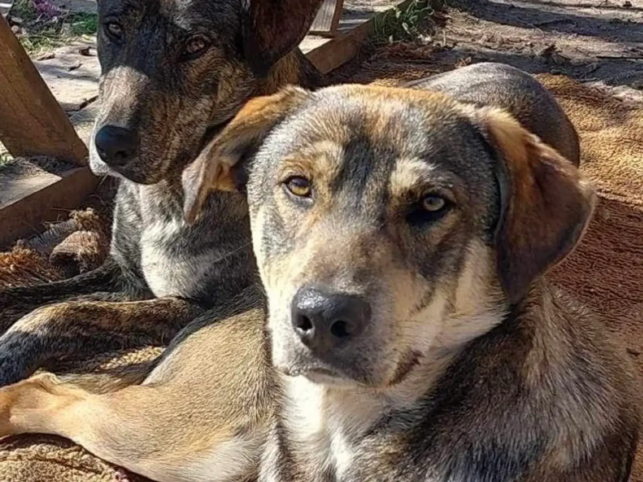 Billede 4 - Sødeste Pane søger familie