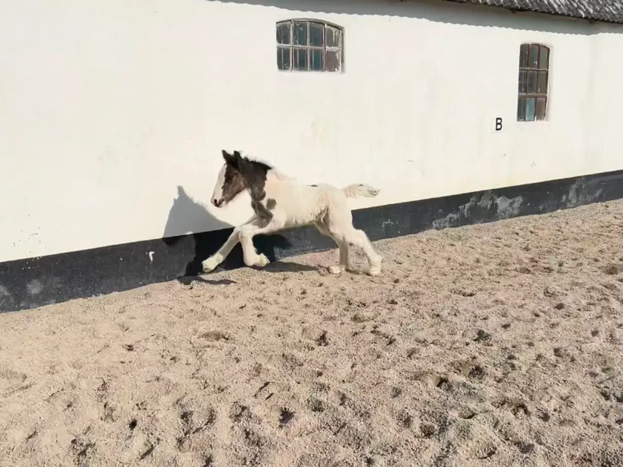 Billede 4 - Irish cob hoppeføl 