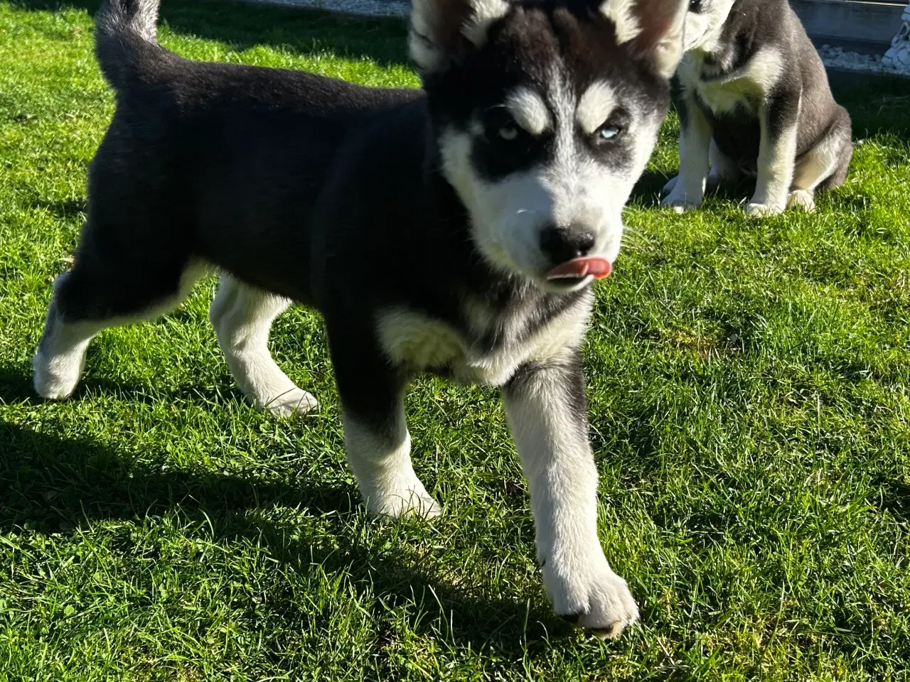 Billede 4 - 2 flotte husky piger