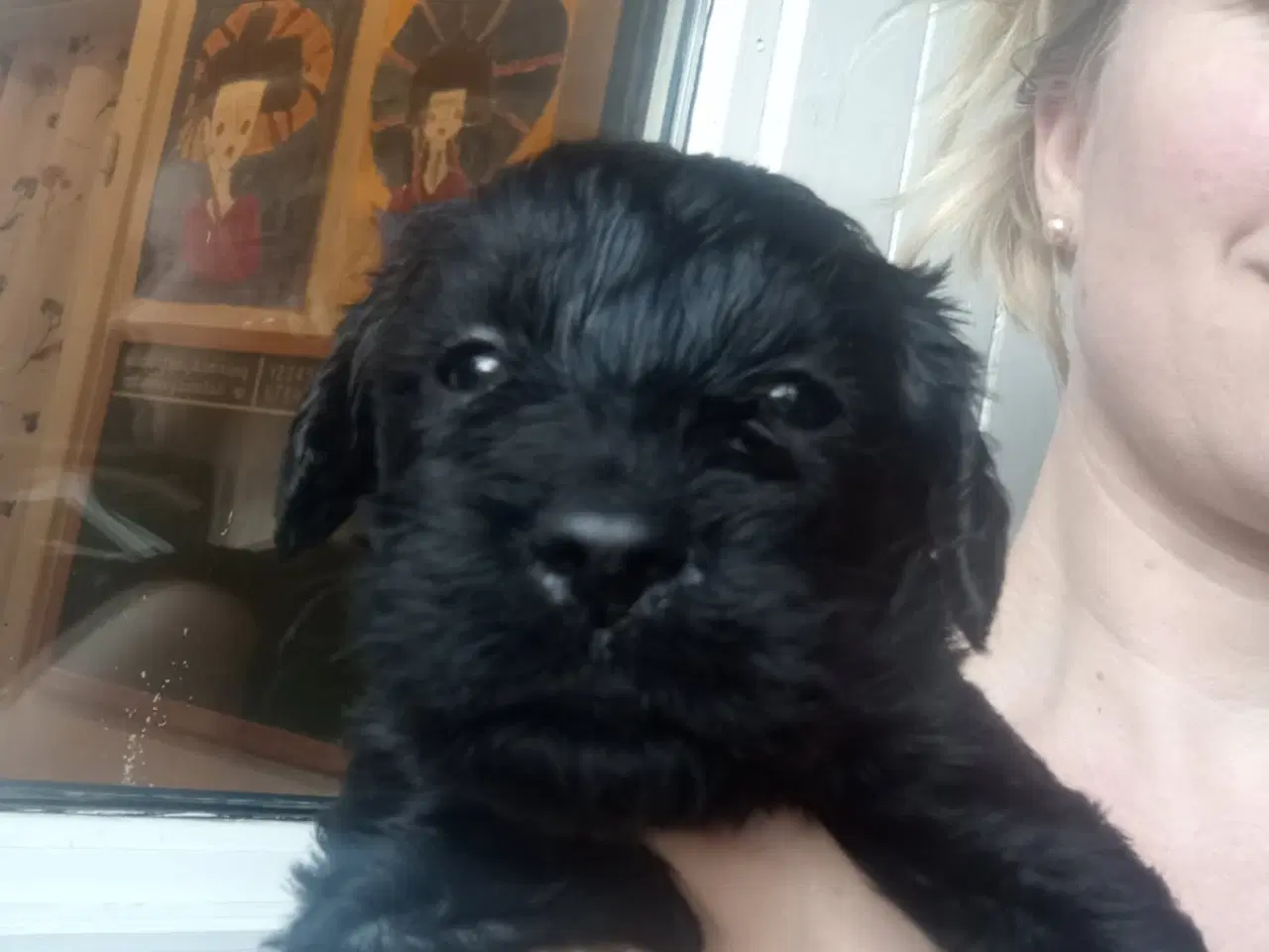 Billede 10 - Allergivenlige labradoodle hvalpe 