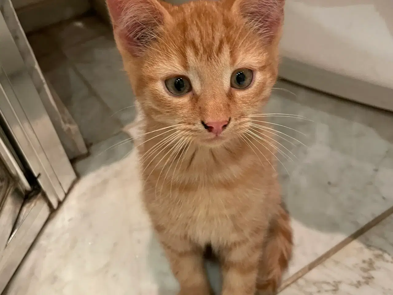 Billede 3 - Killinger