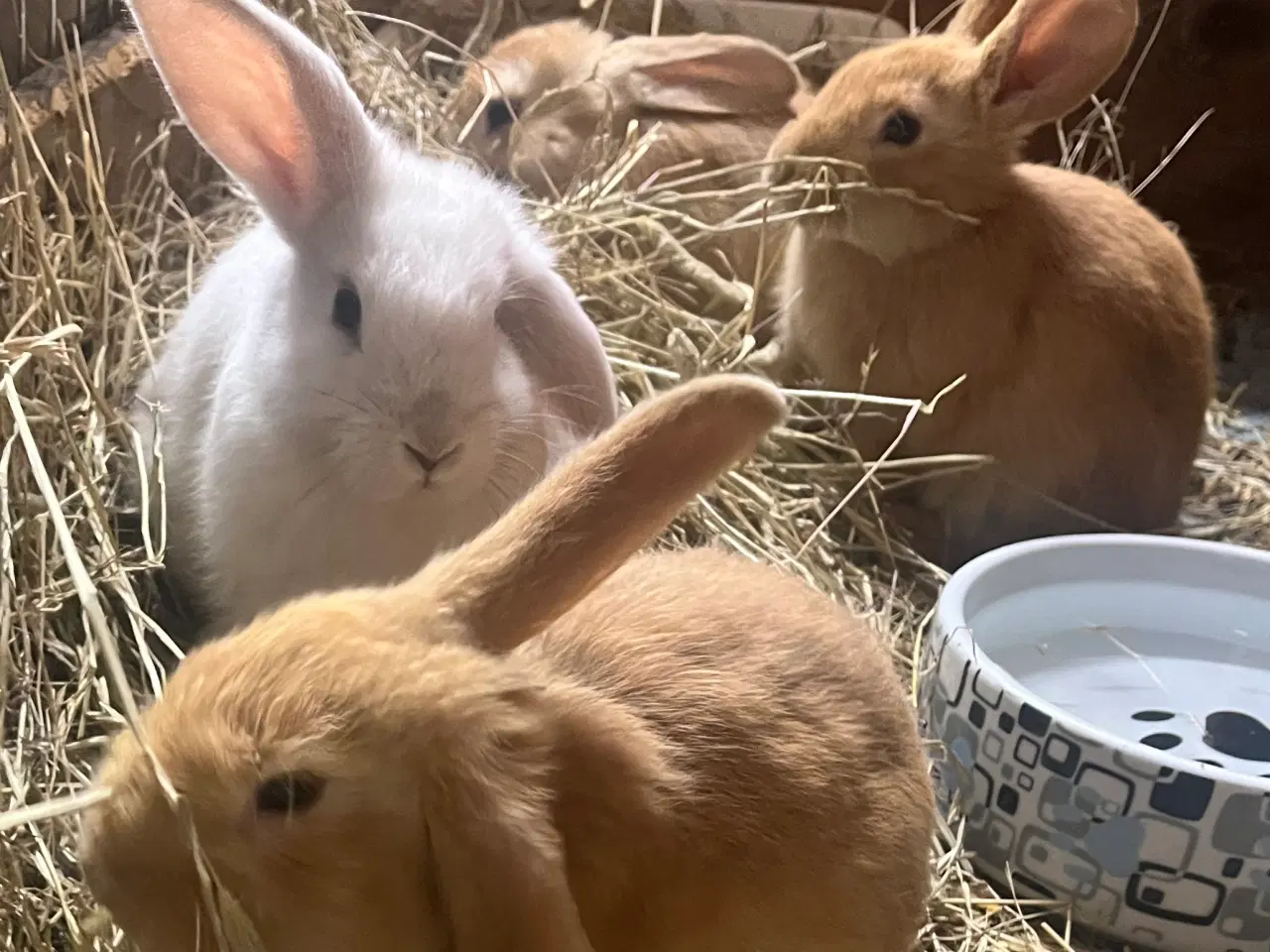 Billede 3 - Blandingskaniner af Fransk Vædder/Løvehoved 