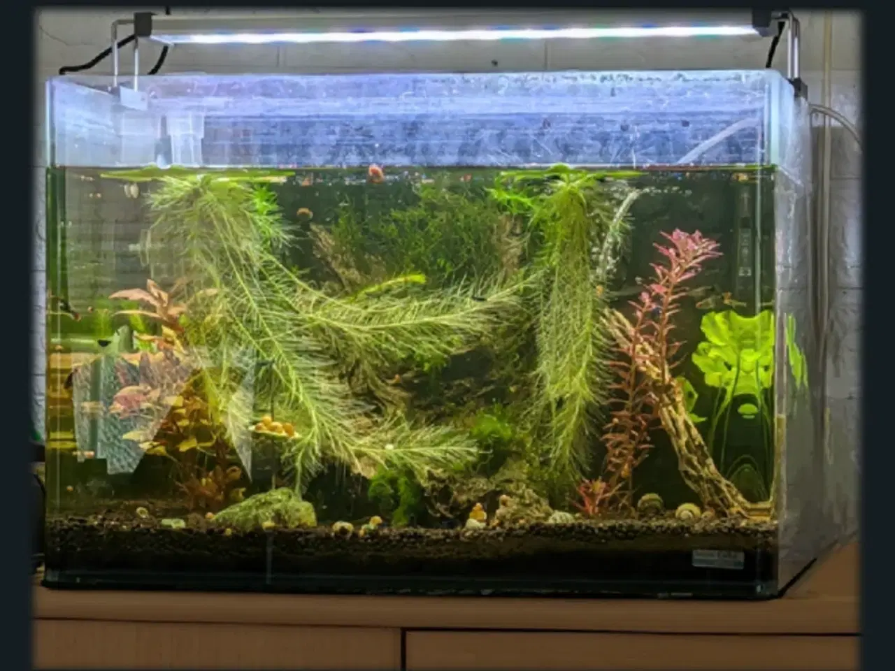 Billede 1 - Akvarium 50 Liter