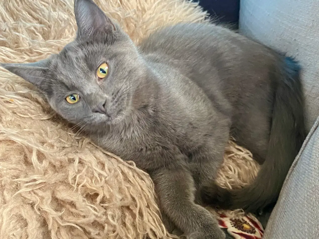 Billede 13 - Maine Coon/Perser/Huskat killinger
