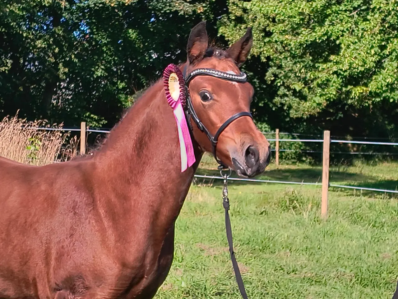 Billede 9 - Dsp hoppe føl 