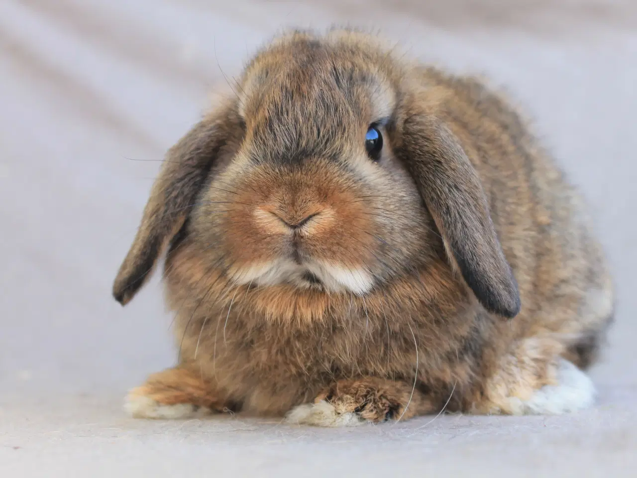 Billede 1 - Mini lop hankanin
