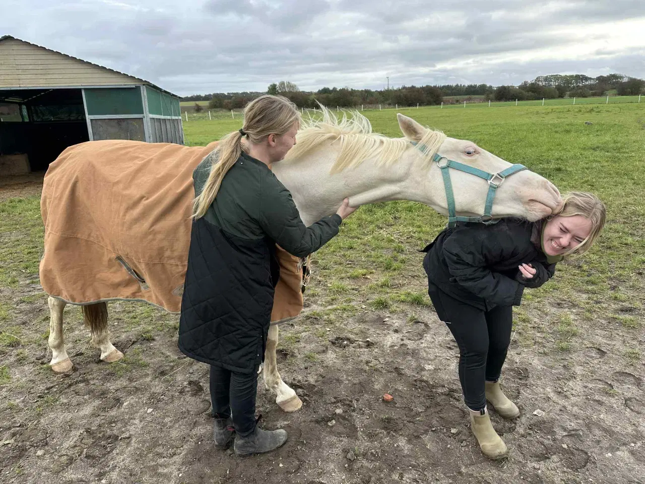 Billede 7 - Charmerende og tillidsfuld vallak søger nyt hjem.