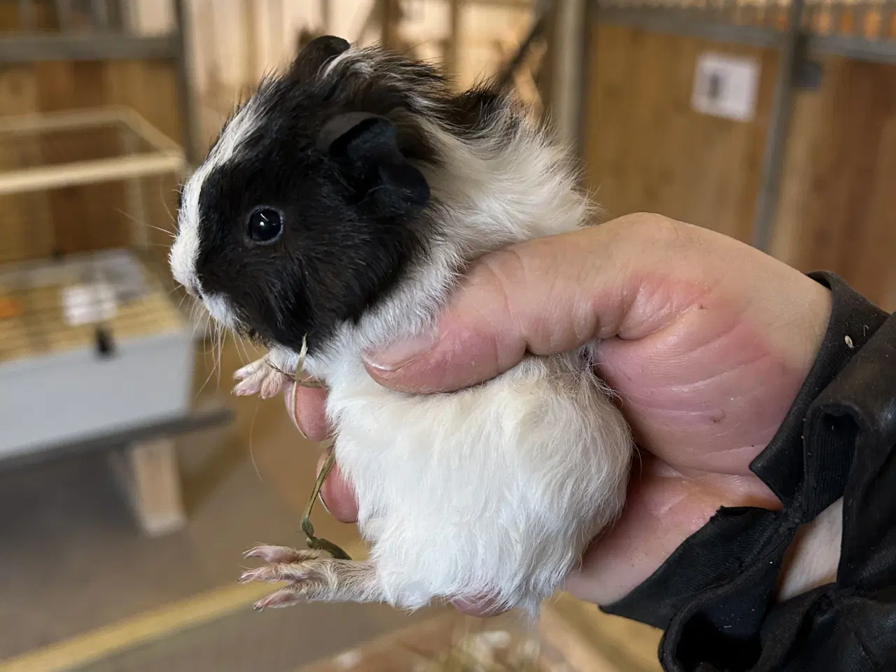 Billede 6 - 3 søde piger