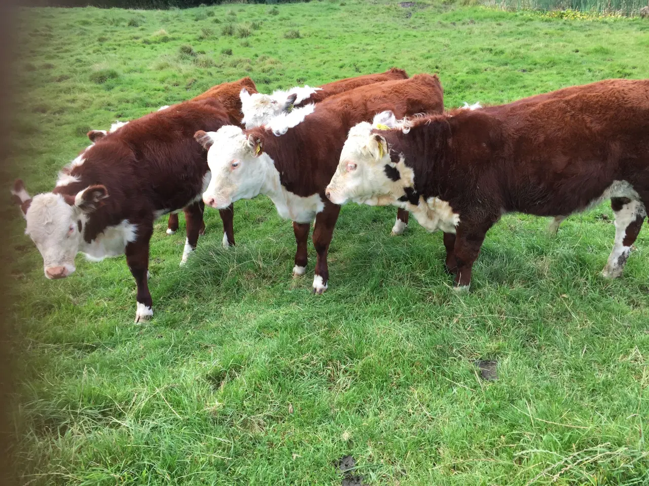 Billede 1 - Hereford