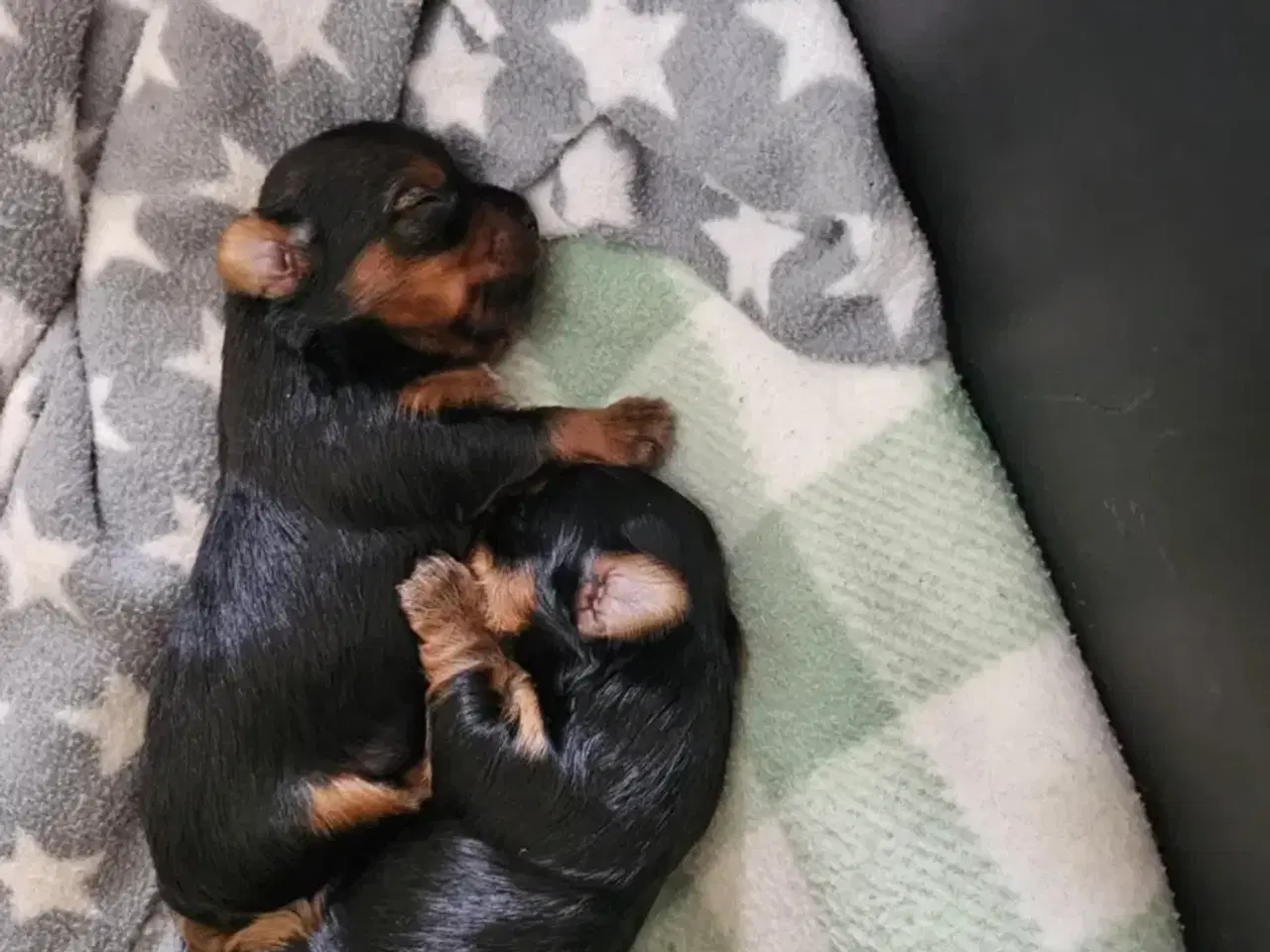Billede 2 - 4 skønne Yorkshire Terrier hvalpe sælges 