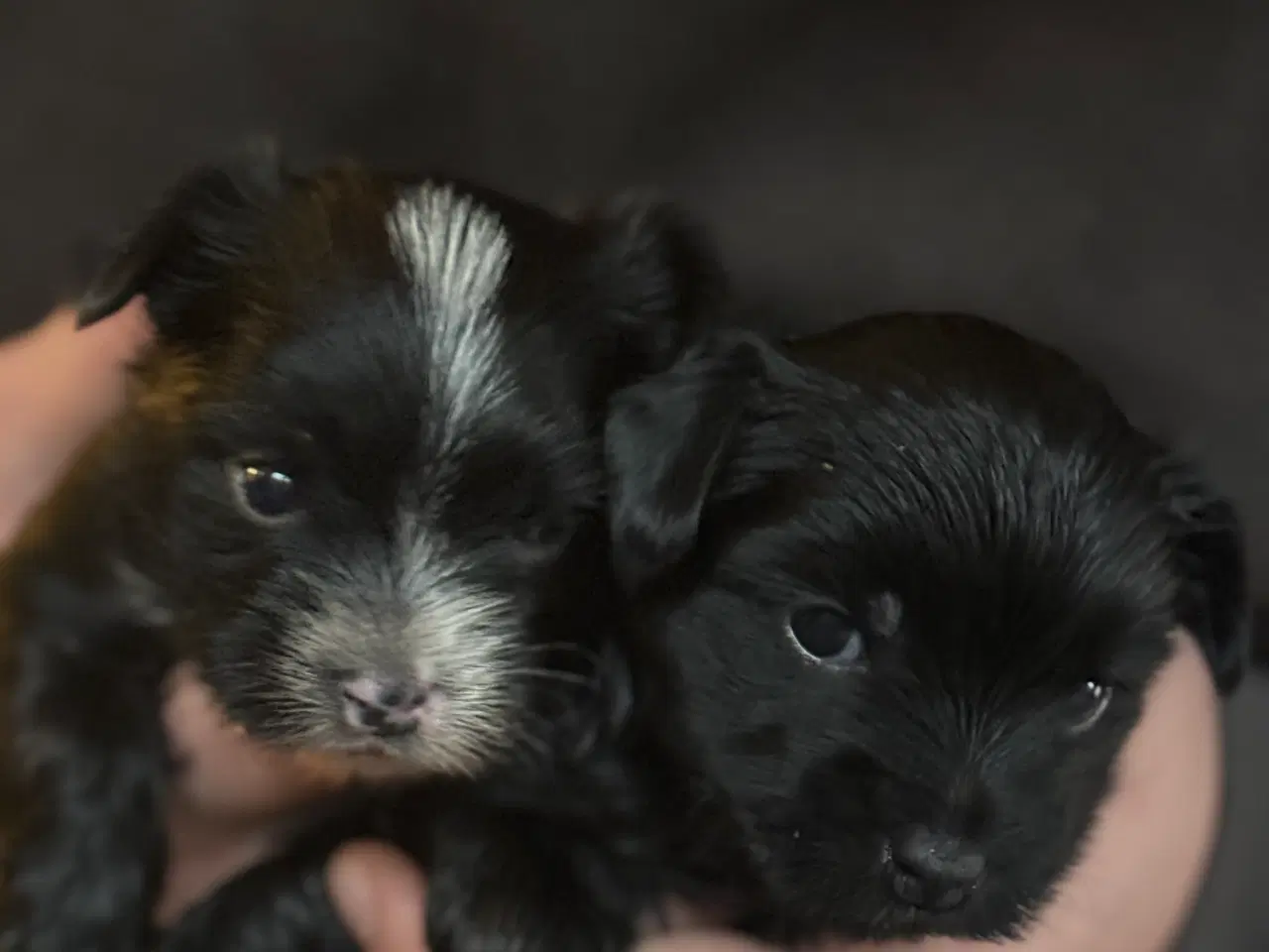 Billede 2 - Yorkshire terrier 