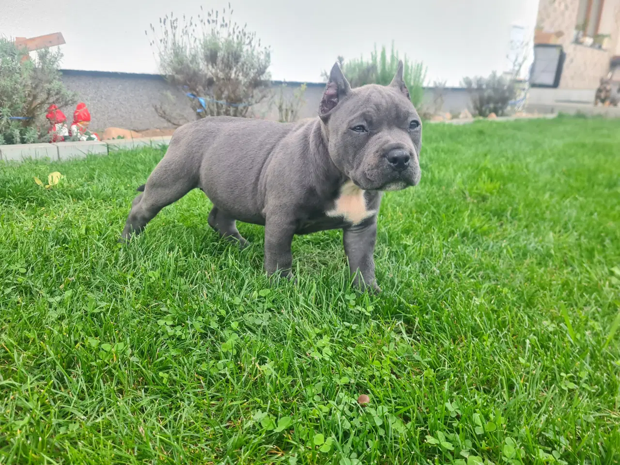 Billede 10 - American Bully Blu Pige 