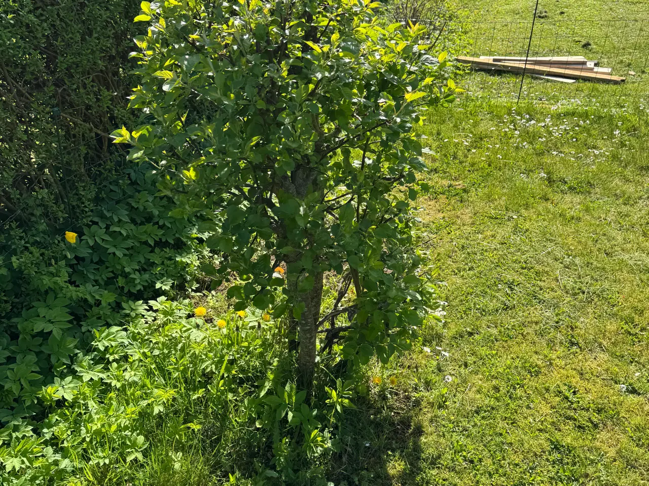 Billede 16 - Gratis planter
