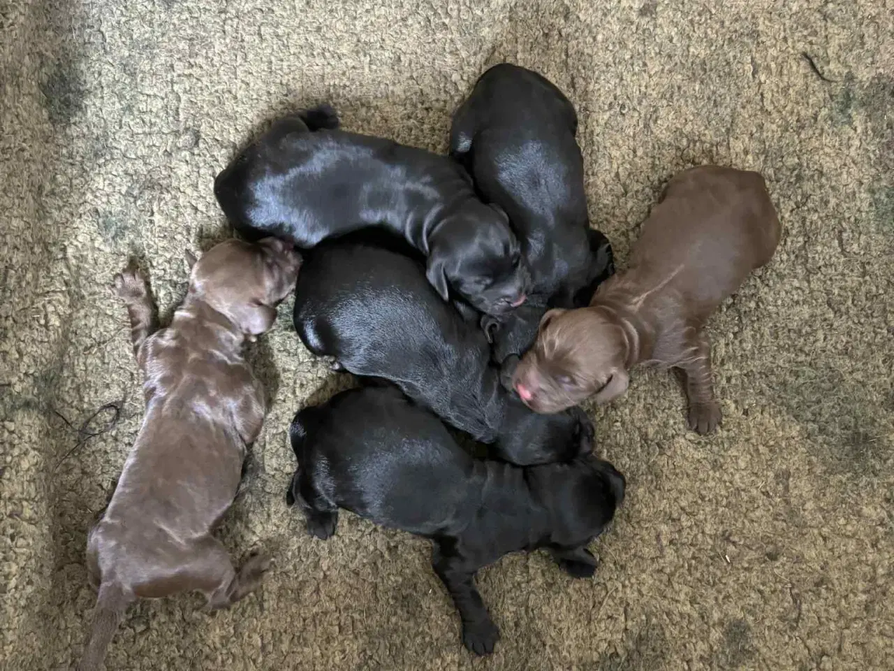 Billede 3 - Ft. Cockerspaniel hvalpe