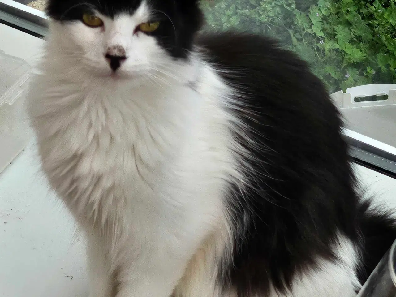 Billede 11 - Maine coon/ Sibirisk killinger