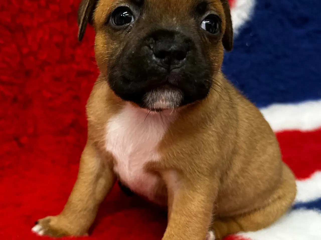 Billede 3 - De mest fantastisk staffordshire Bull terrier🐾