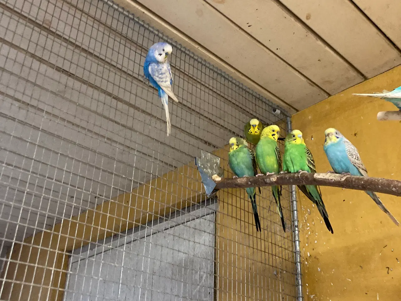 Billede 3 - Flotte fugle ring ☎️ 21632741