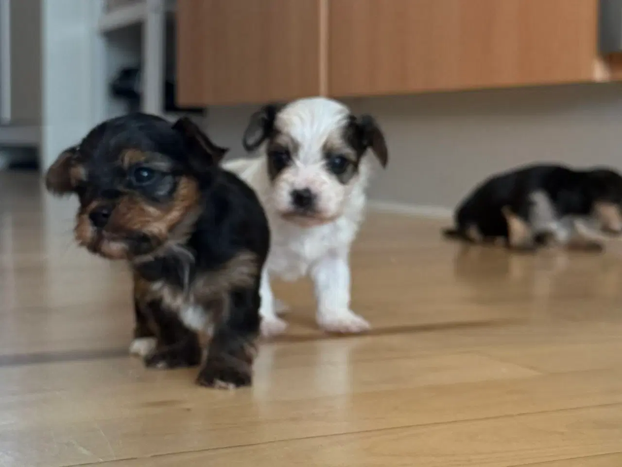 Billede 5 - Ekstra træning inkluderet – allergivenlige Morkie-