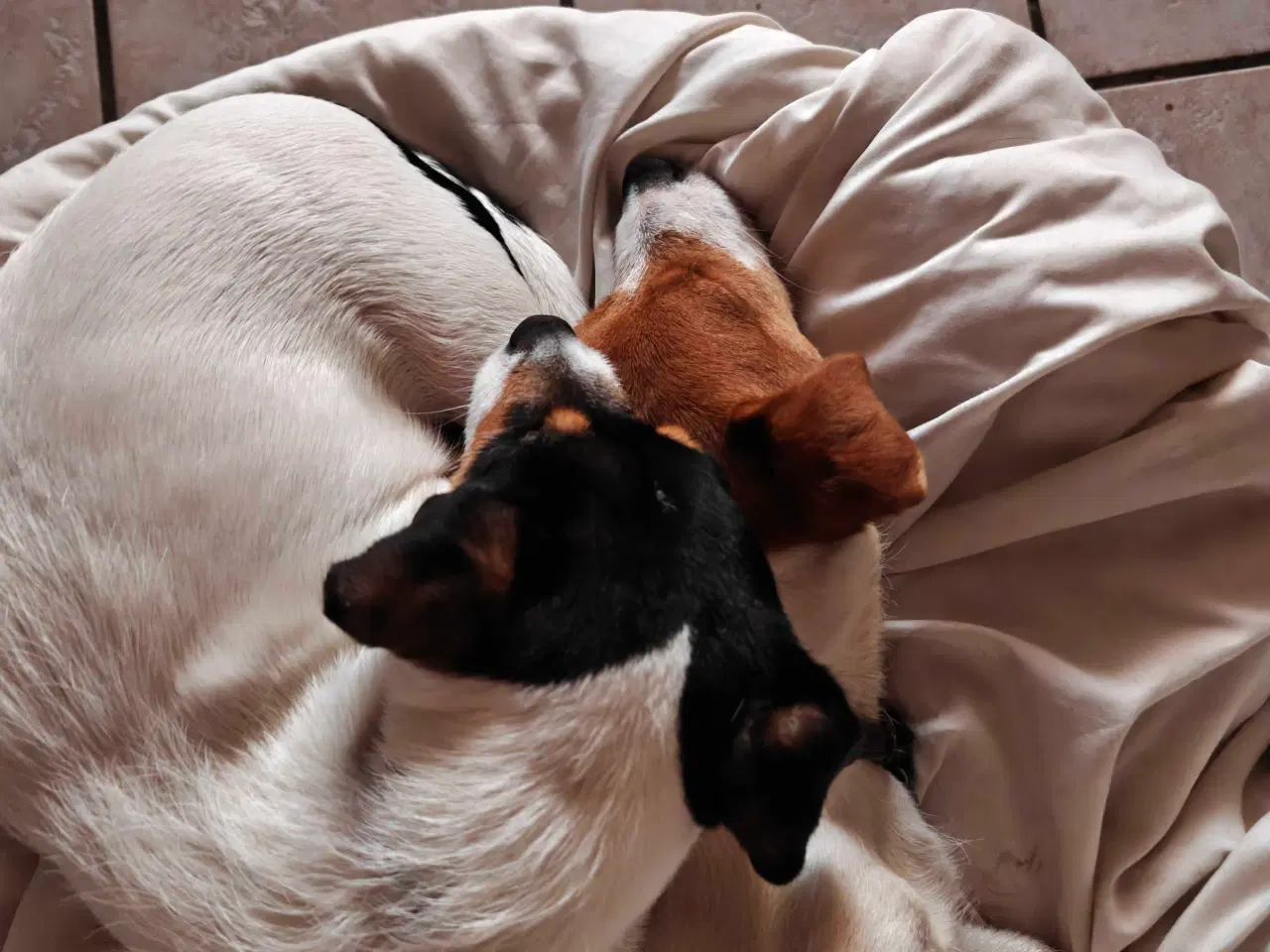 Billede 9 - Jack Russell Terrier Han