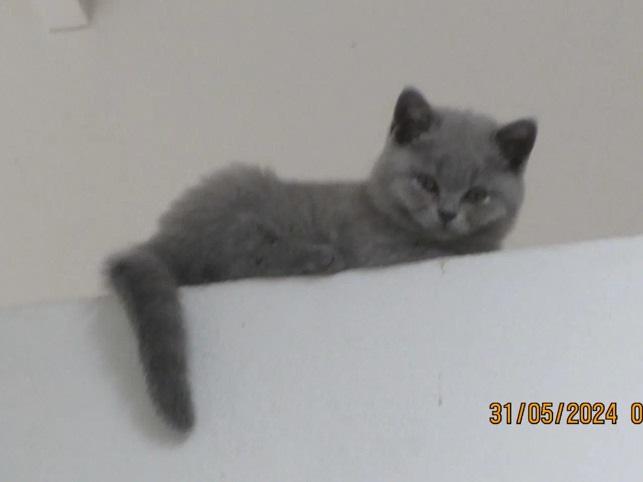 Billede 7 - DK Færge`s Bente efter gamle klassiske  blå linjer