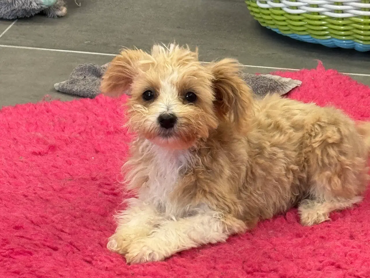 Billede 6 - Maltipoo  Rejseklar  ❤️🐾