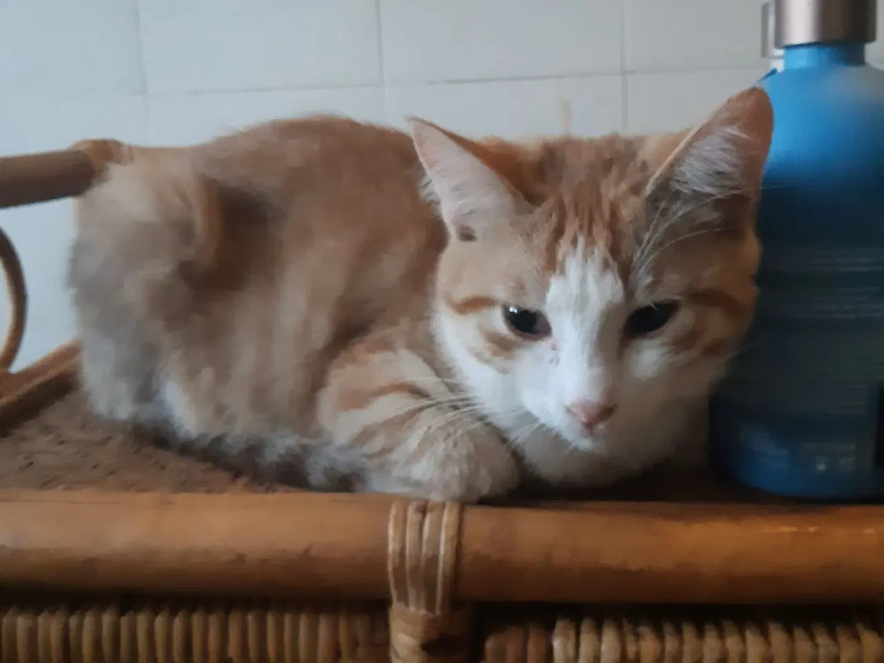 Billede 1 - Fiona - dejlig hunkilling