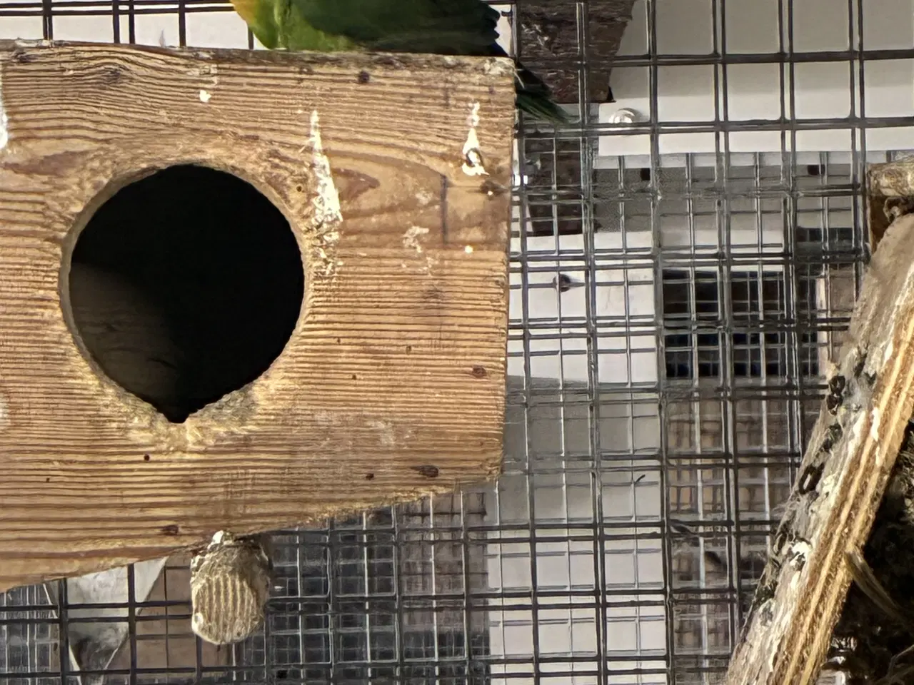 Billede 6 - Dværgpapegøjer 